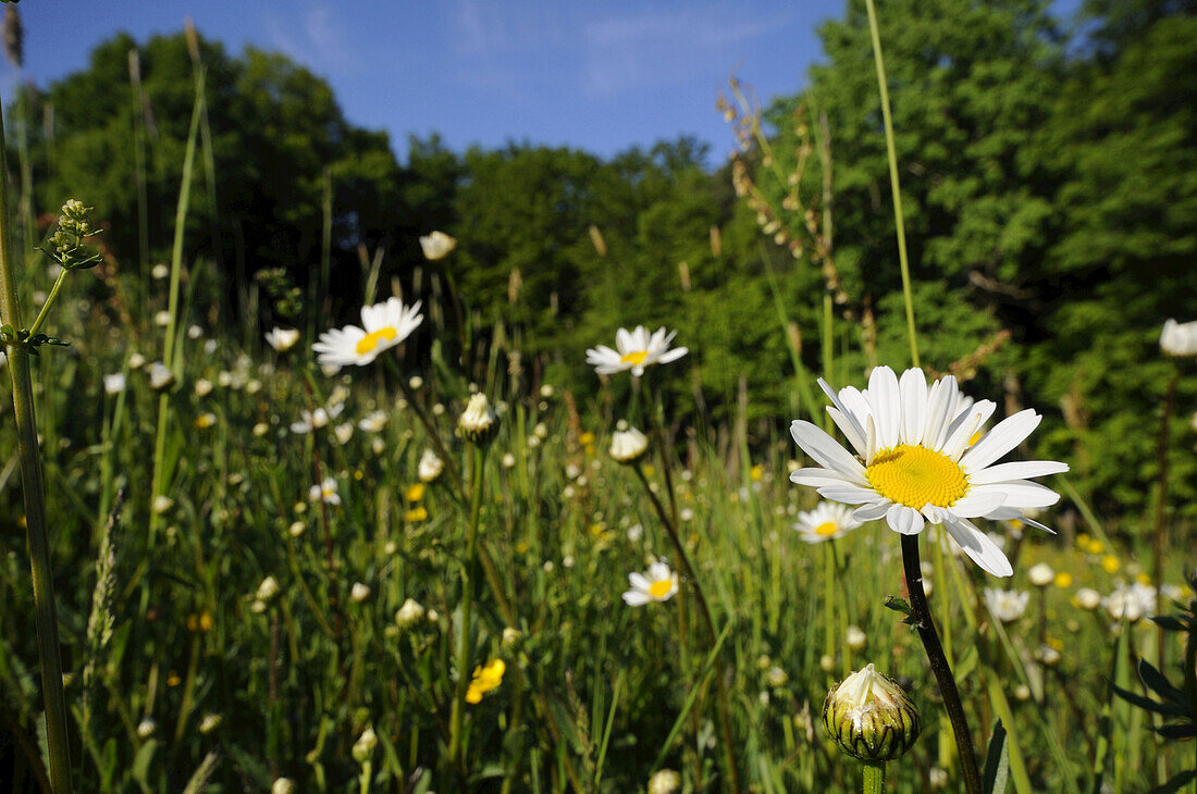 Landschaft einer Blumenwiese mit vielen Ochsenaugen (Leucanthemum vulgare) im Frühsommer, Oberpfalz, Bayern, Deutschland.