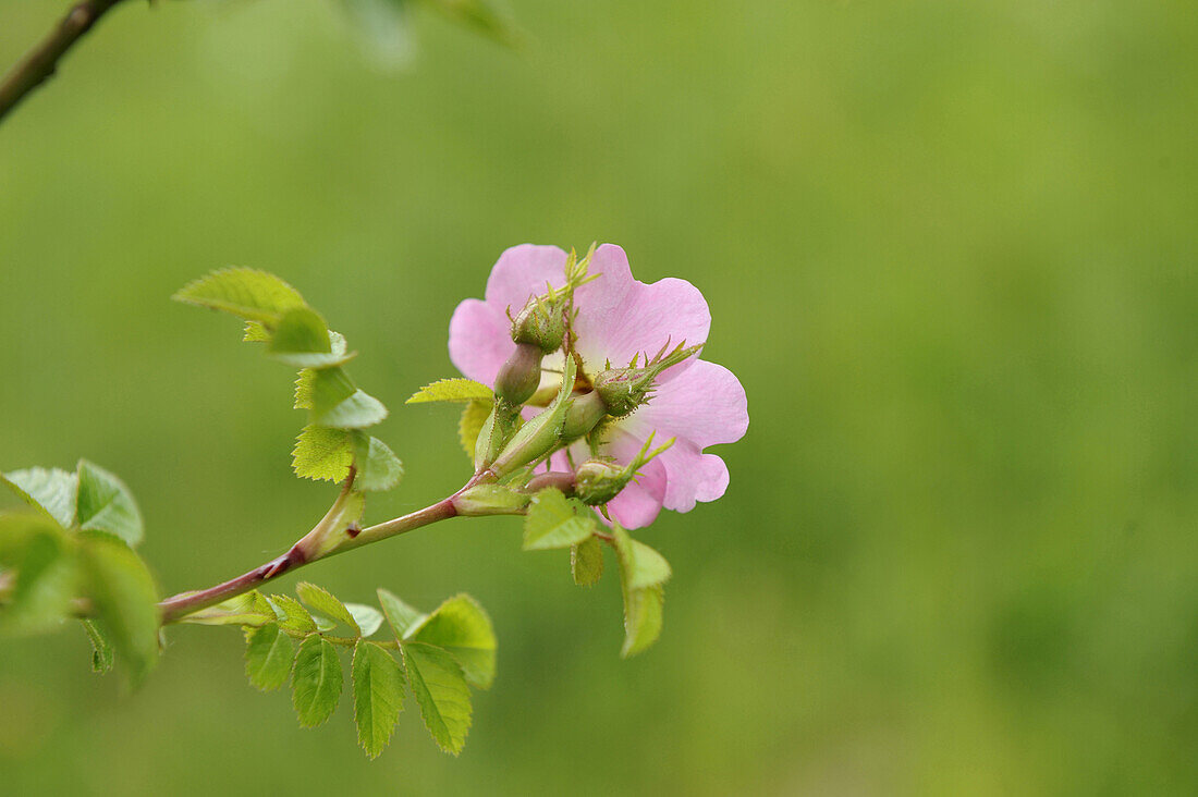 Nahaufnahme von Hundsrose (Rosa canina) im Frühsommer, Oberpfalz, Bayern, Deutschland