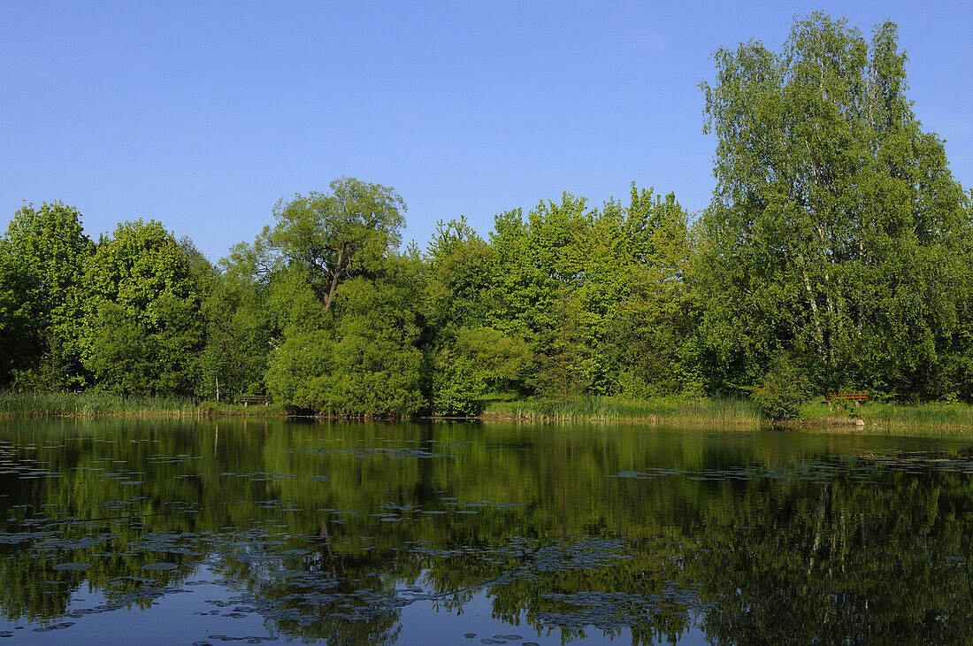 Landscape of a little Lake in summer, Upper Palatinate, Bavaria, Germany.