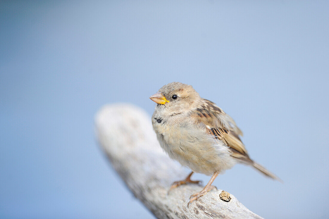 Close-up of House Sparrow (Passer domesticus) in Summer, Bavaria, Germany