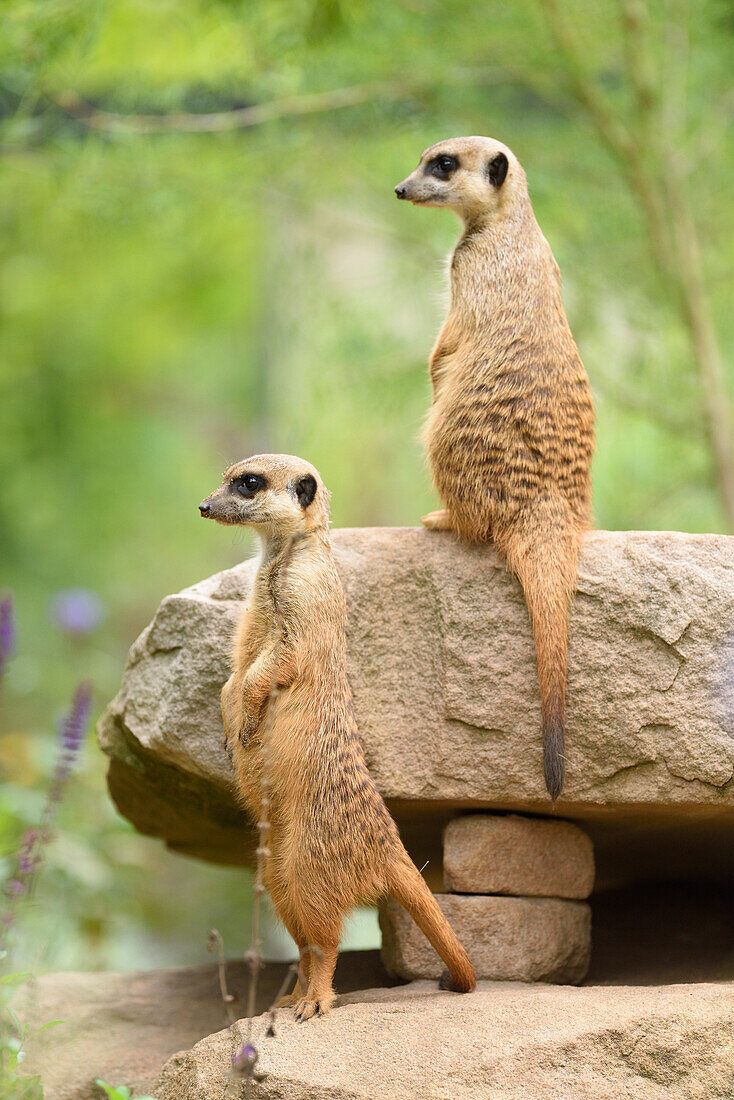 Zwei Erdmännchen (Suricata suricatta) im Sommer, Bayern, Deutschland