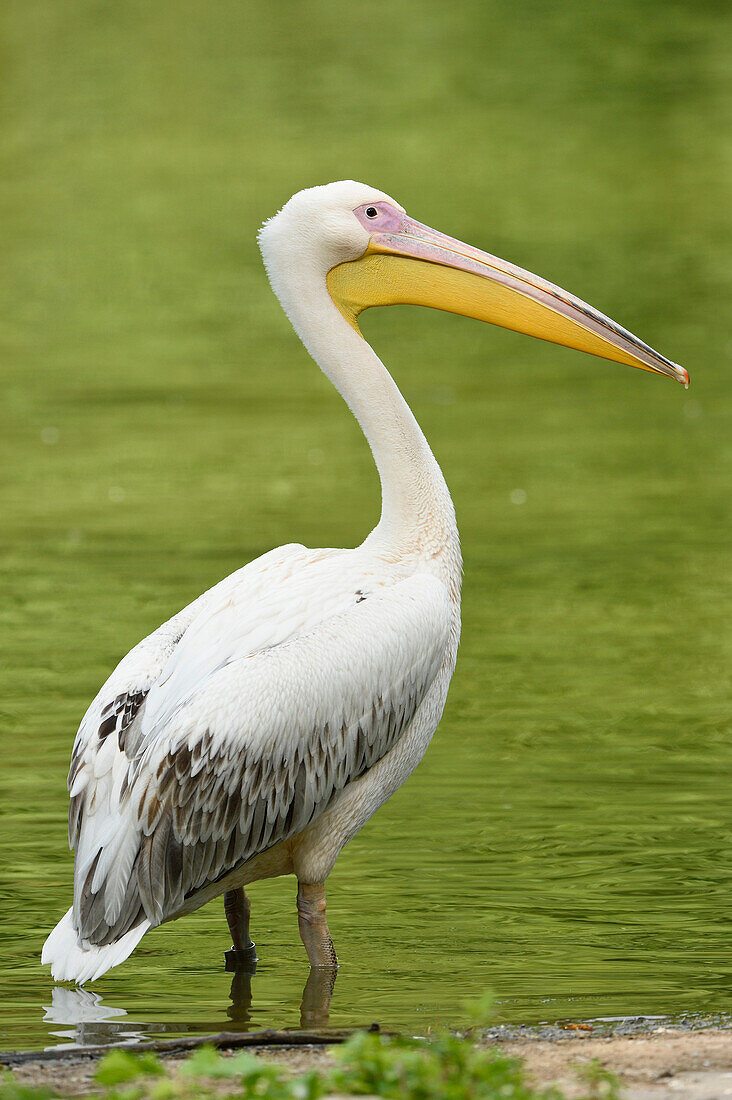 Nahaufnahme des Weißen Pelikans (Pelecanus onocrotalus) im See im Sommer, Bayern, Deutschland