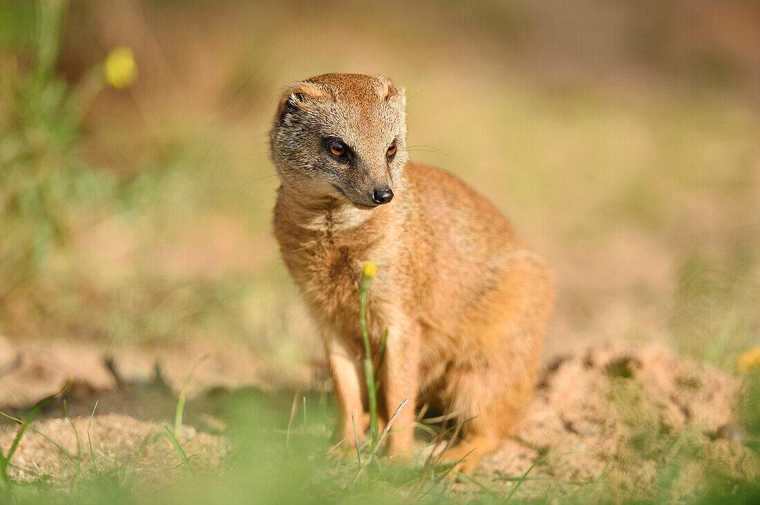 Close-up of Yellow Mongoose (Cynictis penicillata) in Summer, Bavaria, Germany