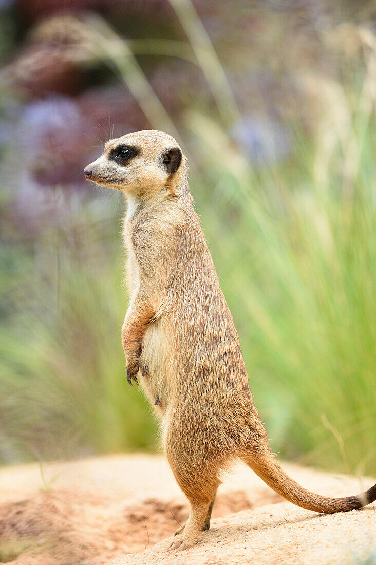 Nahaufnahme von Erdmännchen (Suricata suricatta) im Sommer, Bayern, Deutschland