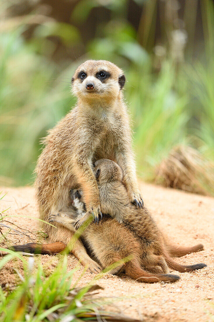 Nahaufnahme einer Erdmännchen-Mutter (Suricata suricatta) mit ihren Jungen im Sommer, Bayern, Deutschland