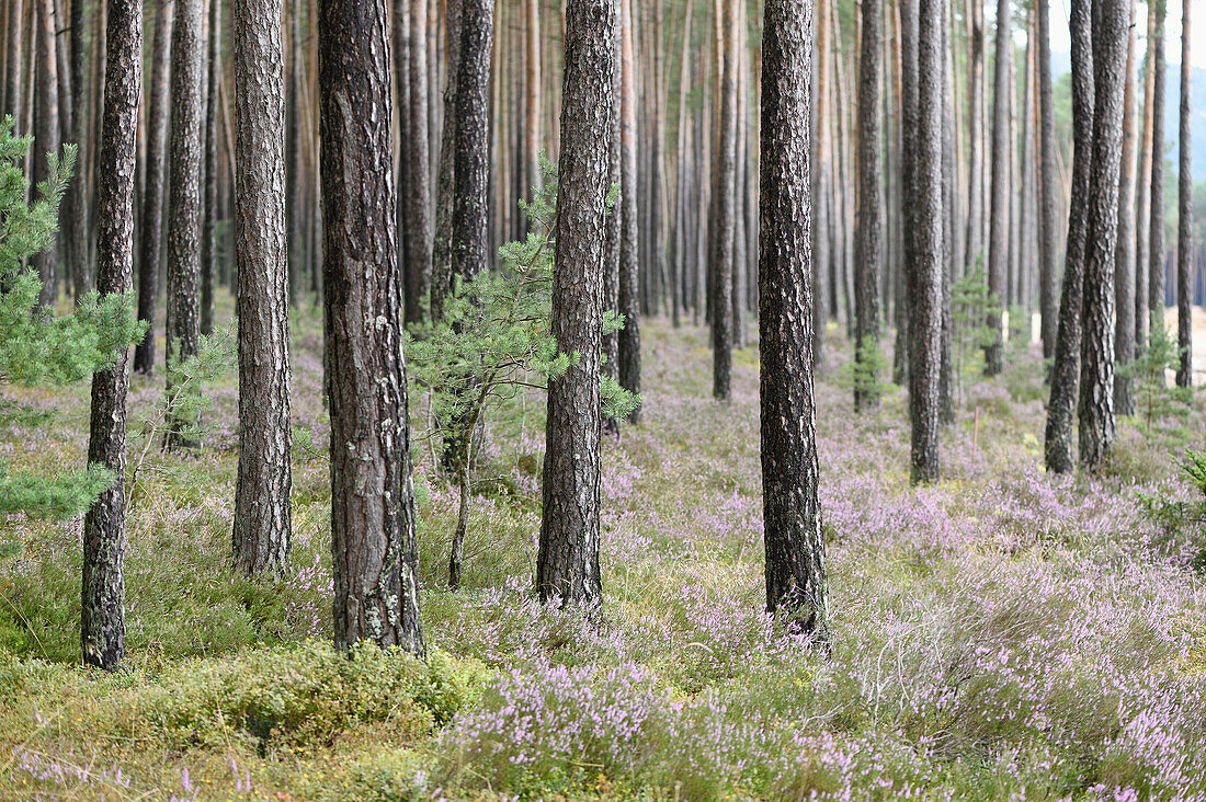 Kiefernwald (Pinus sylvestris) mit Heidekraut (Calluna vulgaris) im Spätsommer, Oberpfalz, Bayern, Deutschland