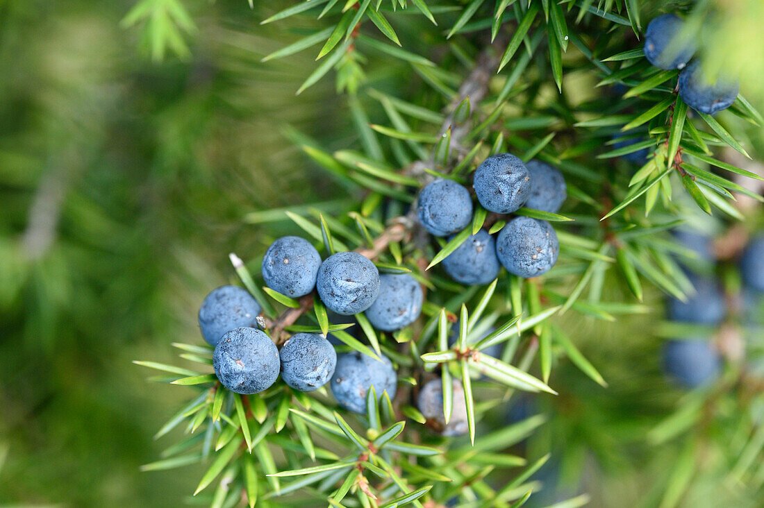 Close-up of common juniper (juniperus communis) fruits in late summer, Upper Palatinate, Bavaria, Germany