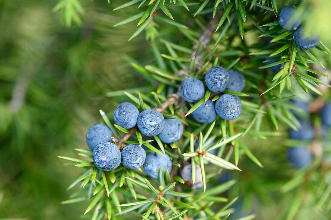 Nahaufnahme von Früchten des Gemeinen Wacholders (Wacholderus communis) im Spätsommer, Oberpfalz, Bayern, Deutschland