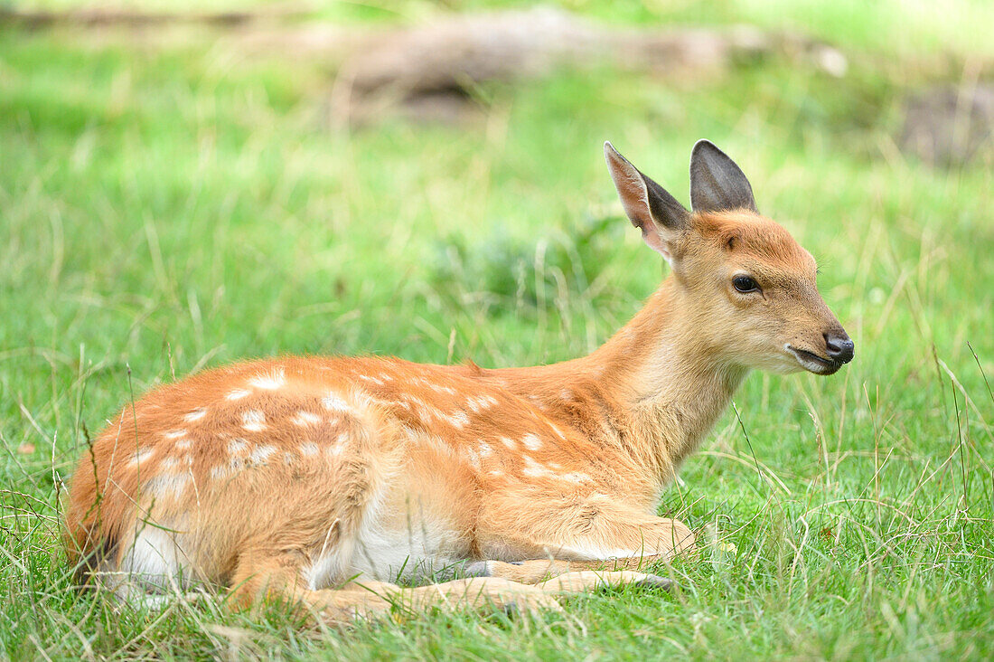 Close-up of a sika deer (Cervus nippon) lying on a meadow in summer, Bavaria, Germany