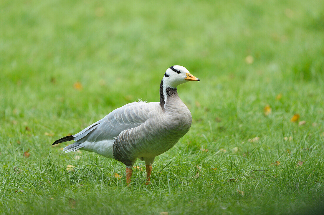 Close-up of a bar-headed goose (Anser indicus) standing on a meadow in summer, Bavaria, Germany