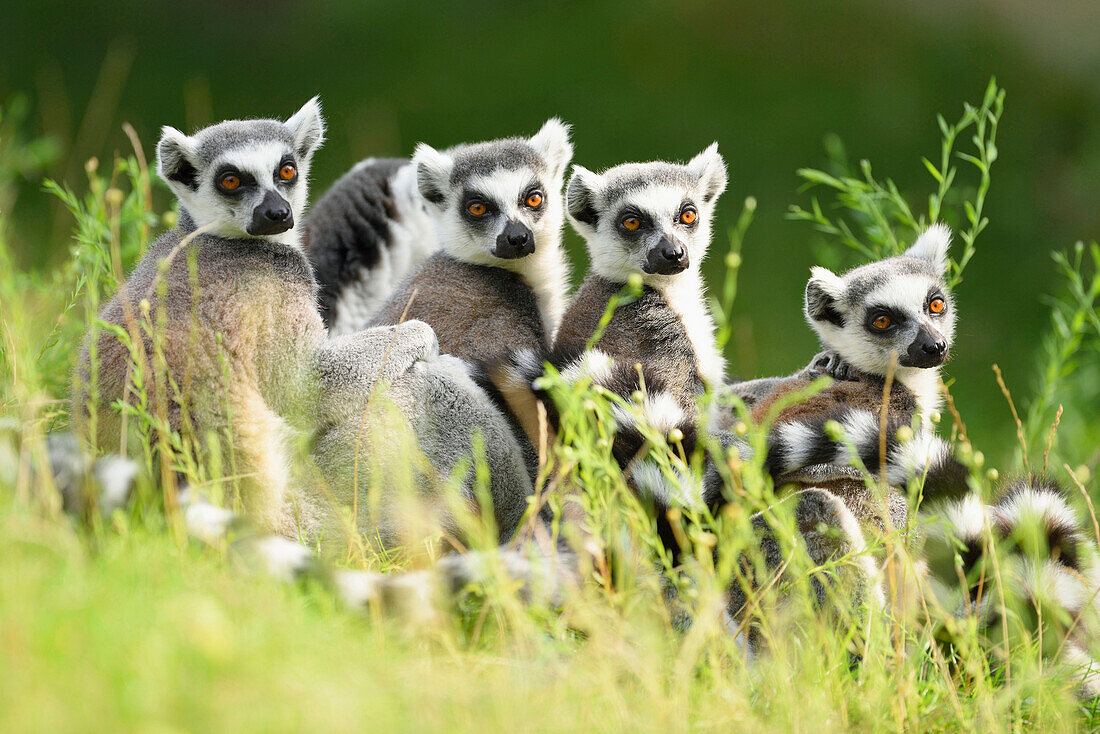 Nahaufnahme von vier Ringelschwanzlemuren (Lemur catta) auf einer Wiese sitzend im Sommer, Zoo Augsburg, Schwaben, Bayern, Deutschland