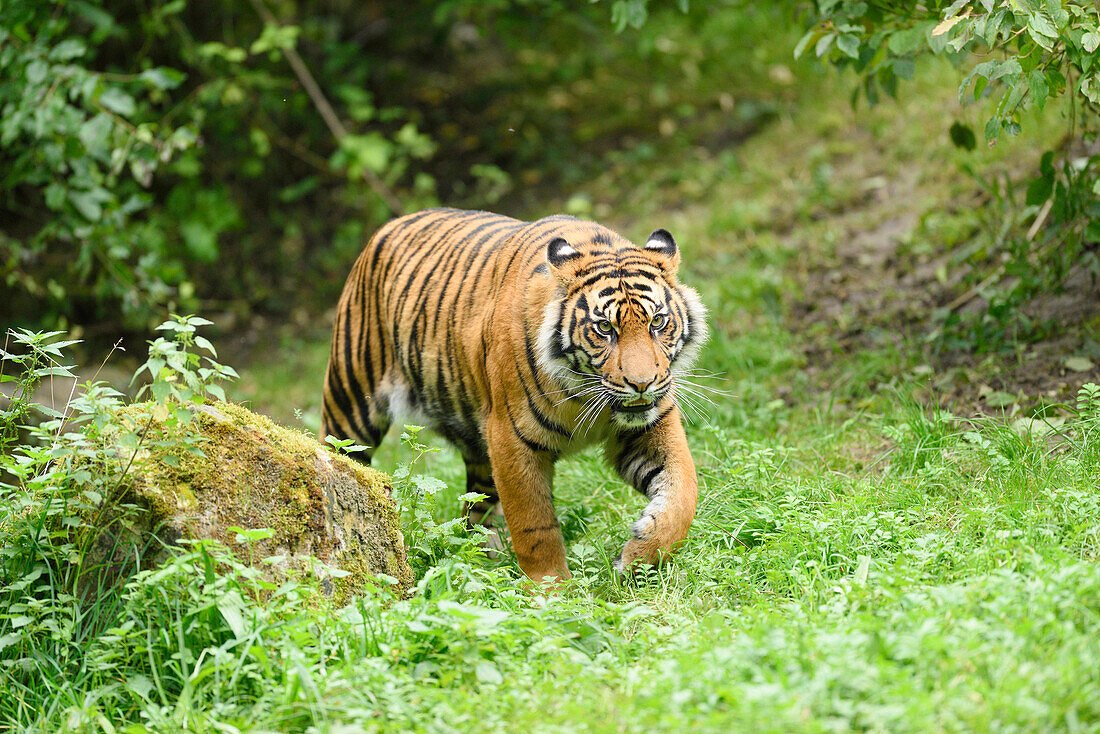 Nahaufnahme eines Sumatra-Tigers (Panthera tigris sumatrae) auf einer Wiese im Sommer, Zoo Augsburg, Schwaben, Bayern, Deutschland