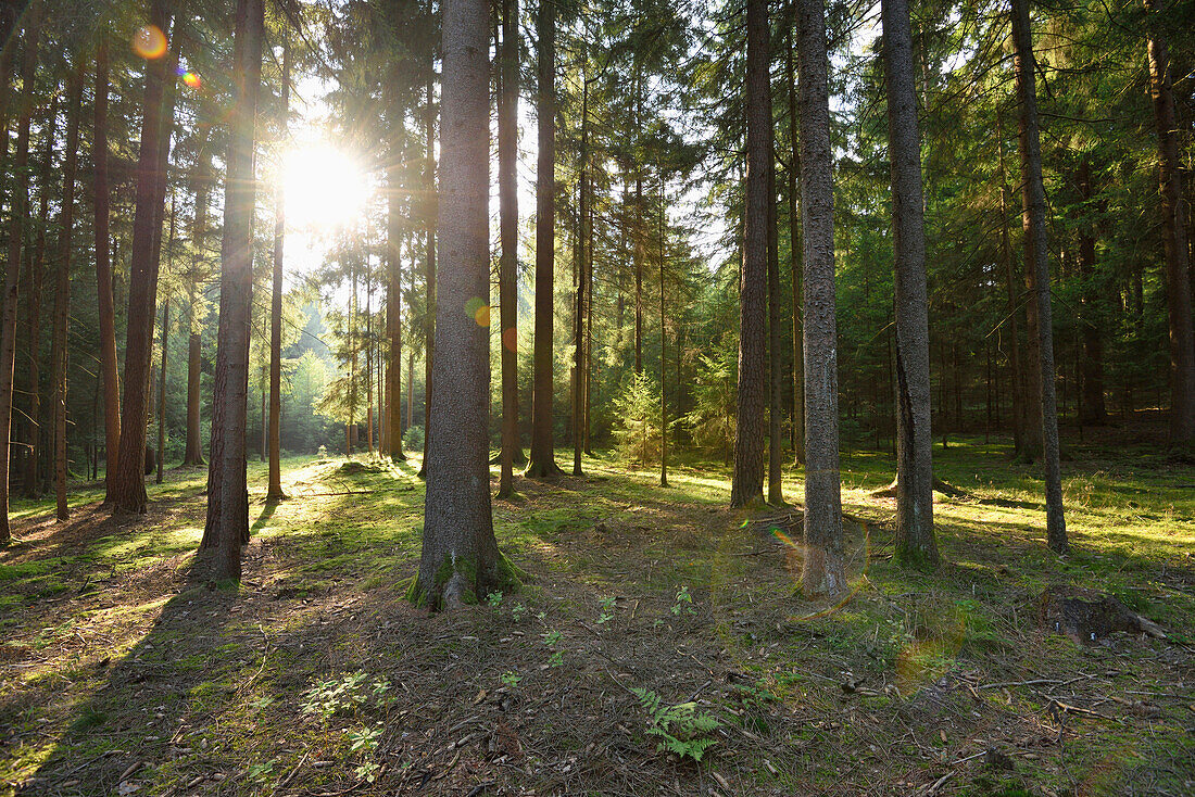 Landschaft eines Fichtenwaldes (Picea abies) im Spätsommer, Oberpfalz, Bayern, Deutschland