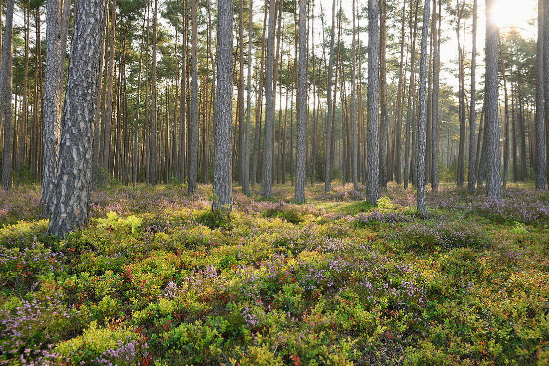 Scots pine (Pinus sylvestris) forest with common heather (Calluna vulgaris) in late summer, Upper Palatinate, Bavaria, Germany