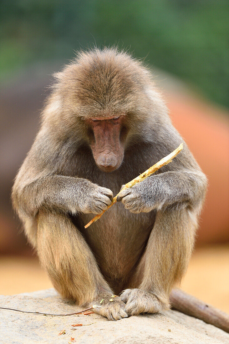 Close-up of Hamadryas Baboon (Papio hamadryas) in Summer, Zoo Augsburg, Swabia, Bavaria, Germany