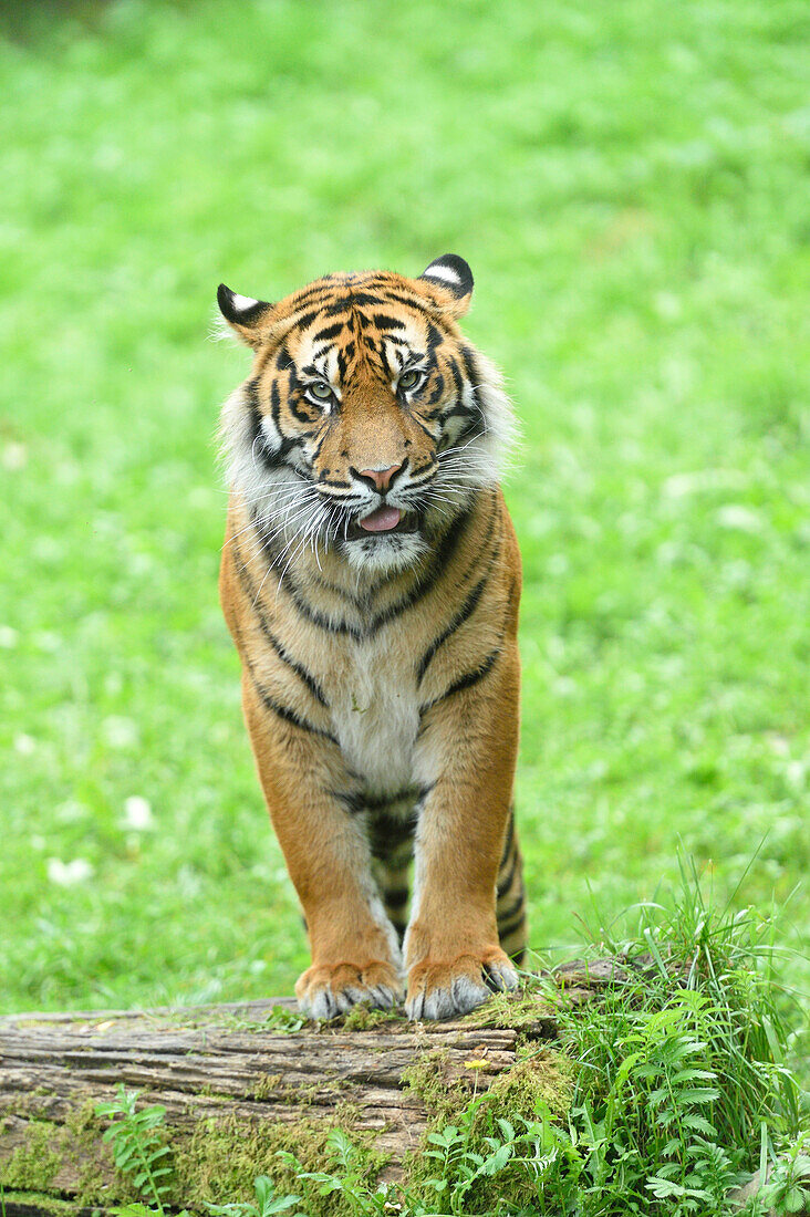 Porträt eines Sumatra-Tigers (Panthera tigris sumatrae) auf einem Baumstamm im Sommer, Zoo Augsburg, Schwaben, Bayern, Deutschland