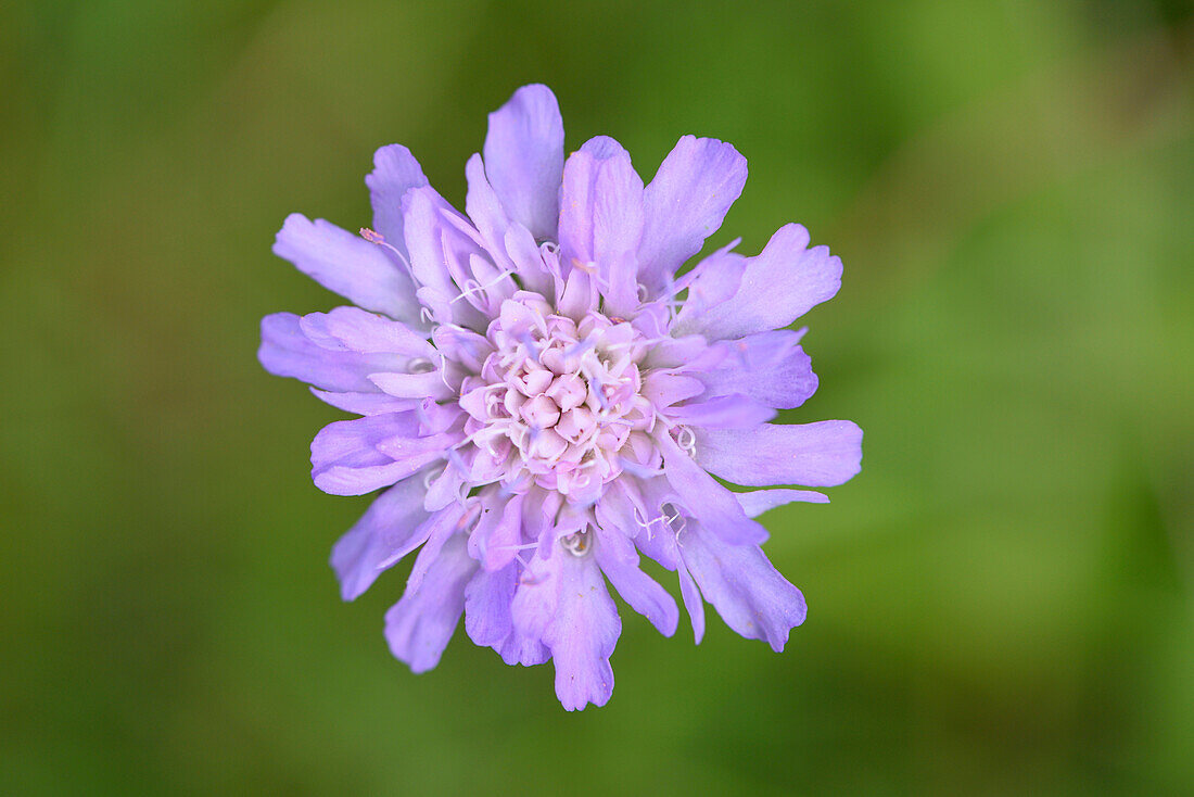 Close-up of Pincushion Flower (Scabiosa) Blossom in Meadow in Late Summer, Upper Palatinate, Bavaria, Germany