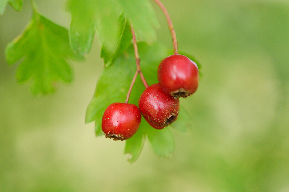 Close-up of Midland Hawthorn (Crataegus laevigata) Fruits in Late Summer, Upper Palatinate, Bavaria, Germany