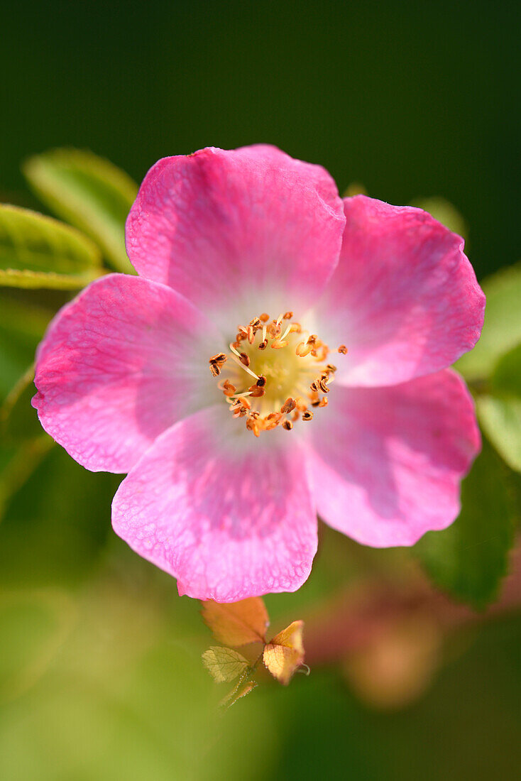 Close-up of Dog Rose (Rosa canina) Blossom in Late Summer, Upper Palatinate, Bavaria, Germany