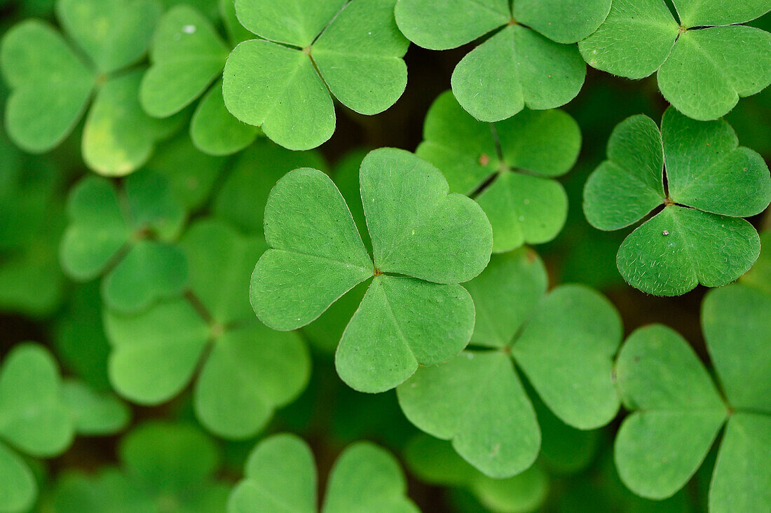 Close-up of Wood Sorrel (Oxalis acetosella) on Forest Floor in Late Summer, Upper Palatinate, Bavaria, Germany