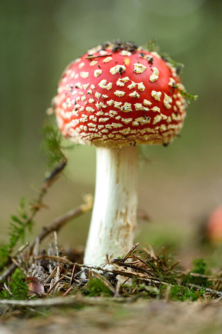 Close-up of Fly Agaric (Amanita muscaria) on Forest Floor in Late Summer, Upper Palatinate, Bavaria, Germany