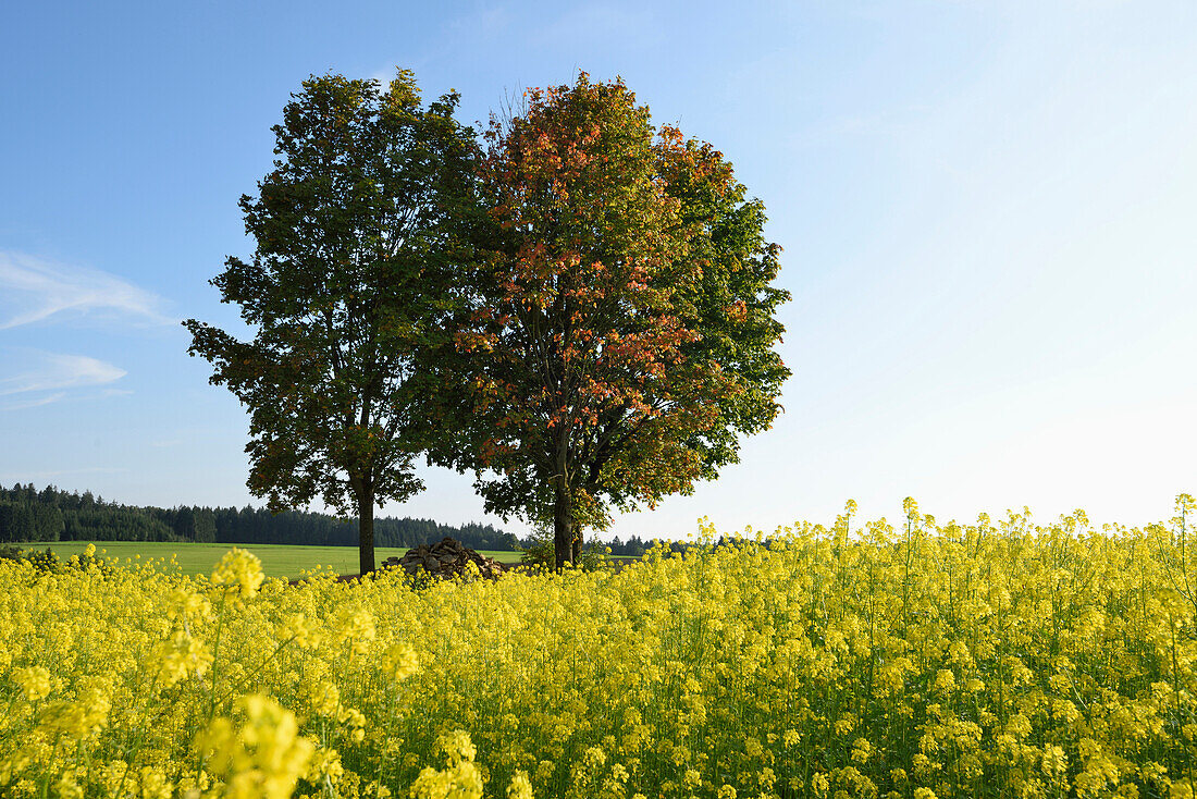 Landscape of trees next to a canola (Brassica napus) field in early autumn, Upper Palatinate, Bavaria, Germany