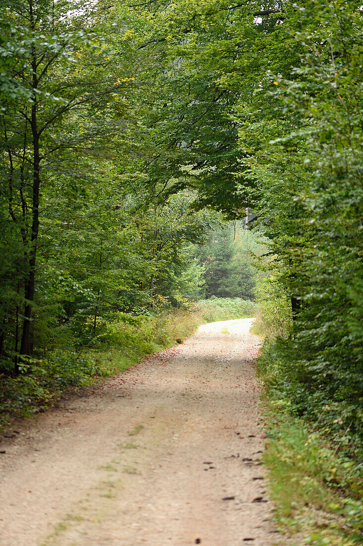 Landschaftlicher Blick auf eine kleine Straße durch den Wald im Frühherbst, Oberpfalz, Bayern, Deutschland