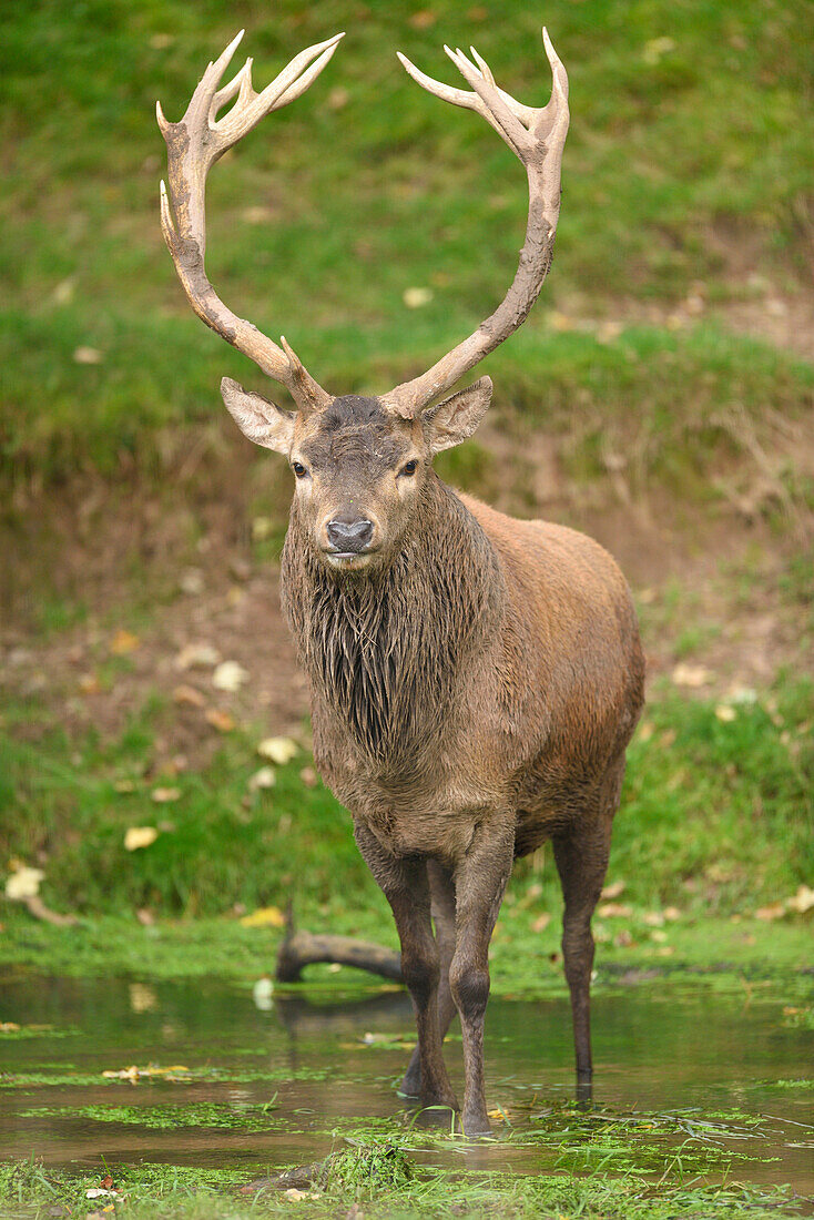 Portrait of Male Red Deer (Cervus elaphus) Standing in Creek in Early Autumn, Bavaria, Germany