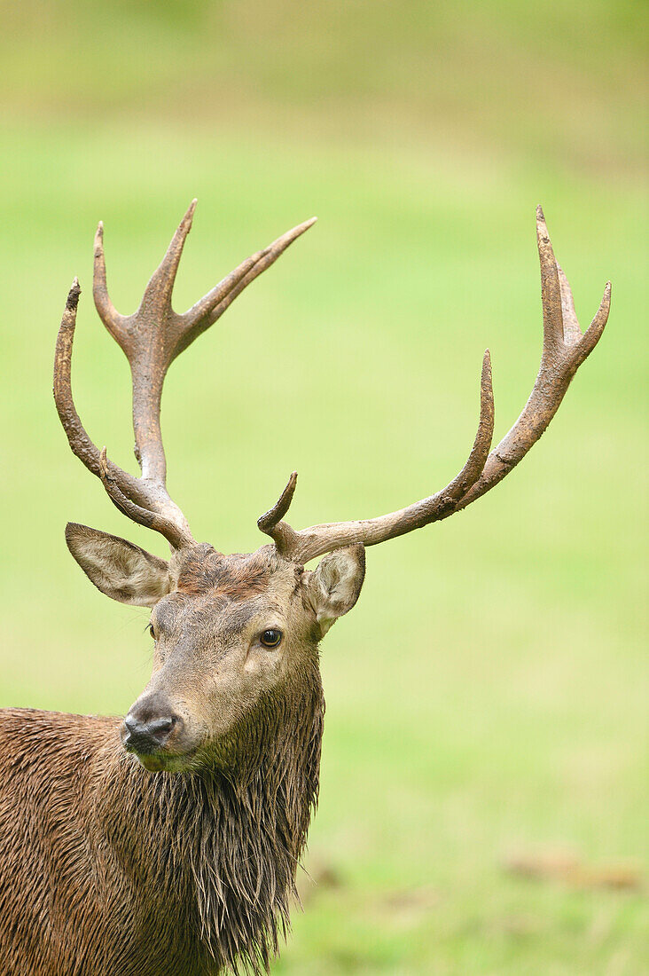 Portrait of Red Deer (Cervus elaphus) on Meadow in Early Autumn, Bavaria, Germany