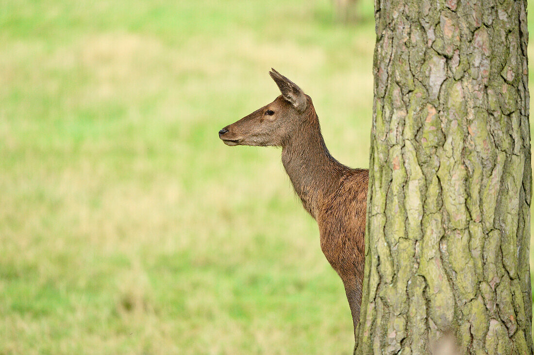 Close-up of Female Red Deer (Cervus elaphus) by Tree in Early Autumn, Bavaria, Germany