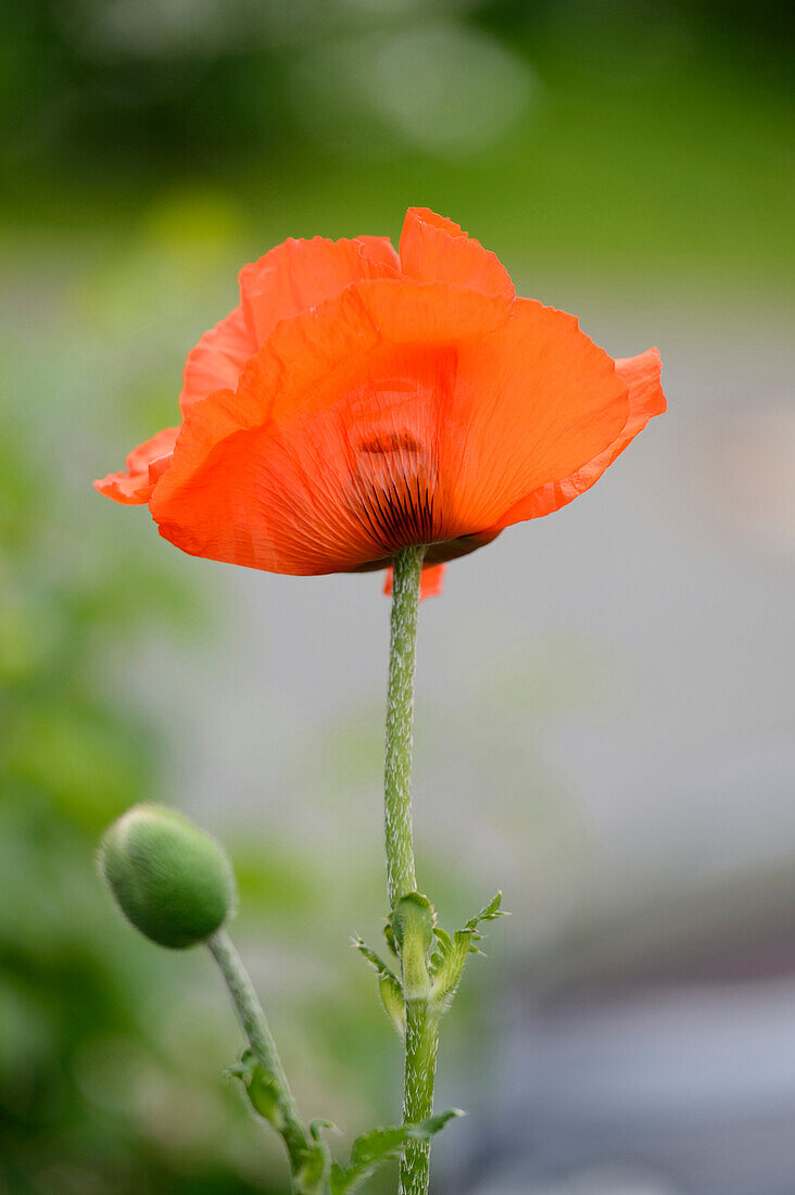 Close-up of Oriental Poppy (Papaver orientale) in Garden in Spring, Bavaria, Germany