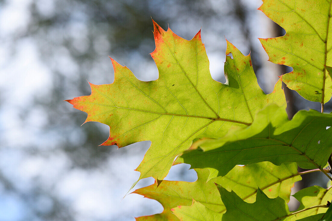 Close-up of northern red oak or champion oak (Quercus rubra) leaves in a forest in autumn, Upper Palatinate, Bavaria, Germany