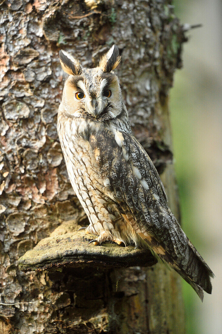 Close-up of a long-eared owl (Asio otus) sitting on a mushroom growing on a tree trunk in autumn, Bavarian Forest National Park, Bavaria, Germany
