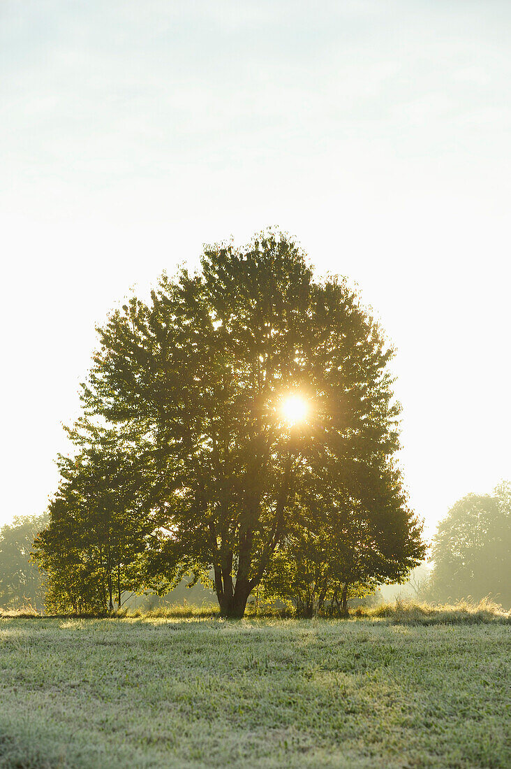 Sonne durch einen Baum am frühen Morgen im Herbst, Nationalpark Bayerischer Wald, Bayern, Deutschland