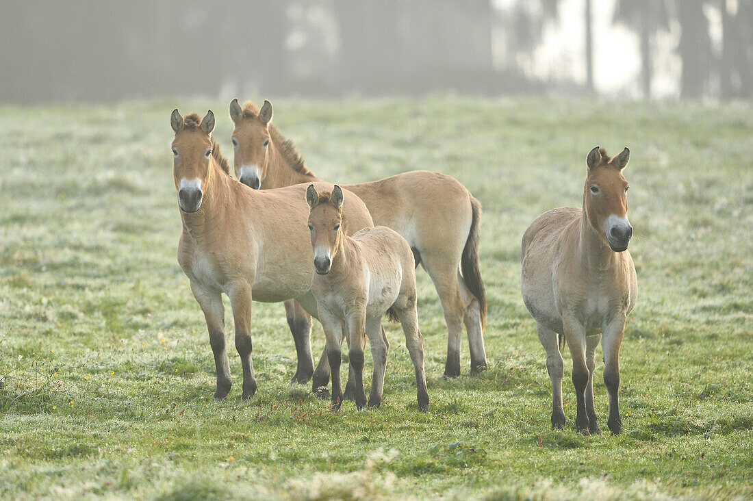 Gruppe von Przewalski-Pferden (Equus ferus przewalskii) auf Wiese im Herbst, Nationalpark Bayerischer Wald, Bayern, Deutschland