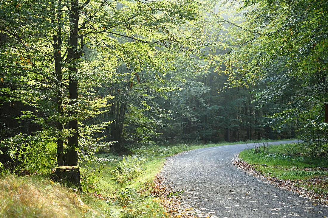 Gravel Road on Early Morning in Autumn, Bavarian Forest National Park, Bavaria, Germany