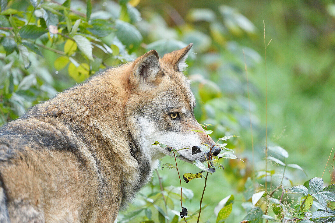 Eurasian Wolf (Canis lupus lupus) in Forest in Autumn, Bavarian Forest National Park, Bavaria, Germany