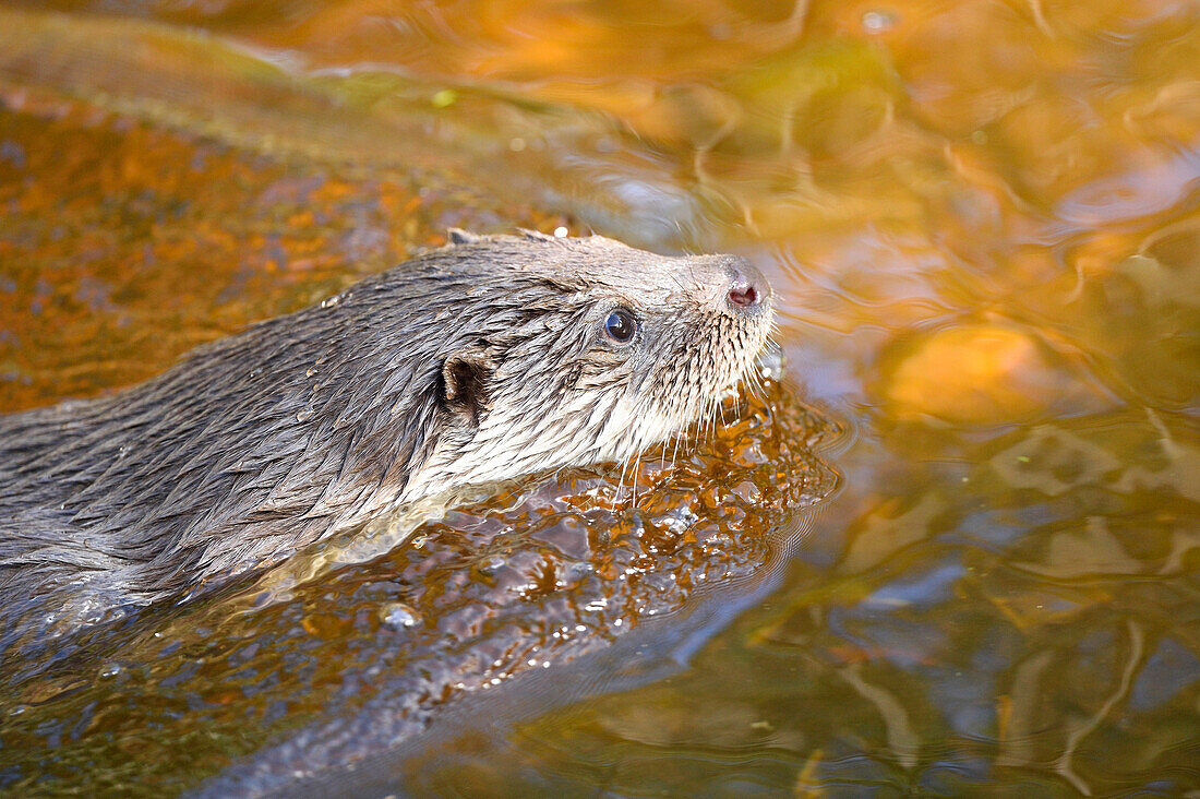 Close-up of European Otter (Lutra lutra) in Lake in Autumn, Bavarian Forest National Park, Bavaria, Germany