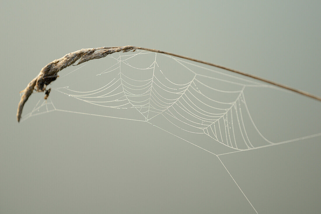 Close-up of Spiderweb in Early Morning in Autumn, Bavaria, Germany