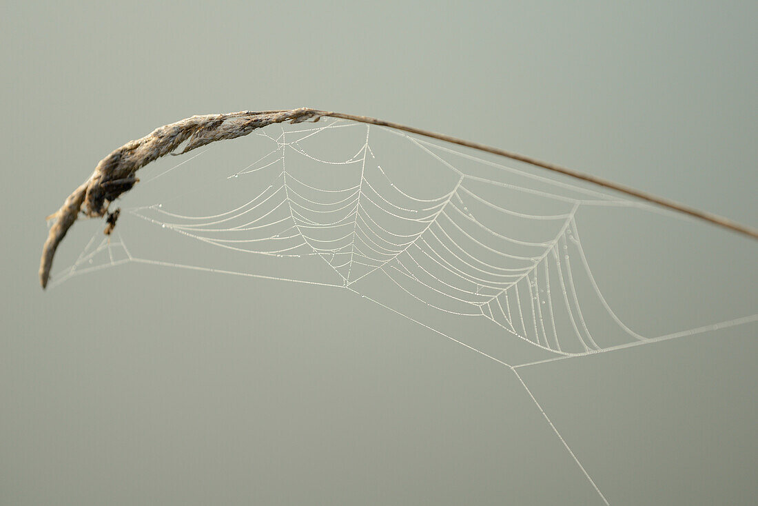 Nahaufnahme eines Spinnennetzes am frühen Morgen im Herbst, Bayern, Deutschland
