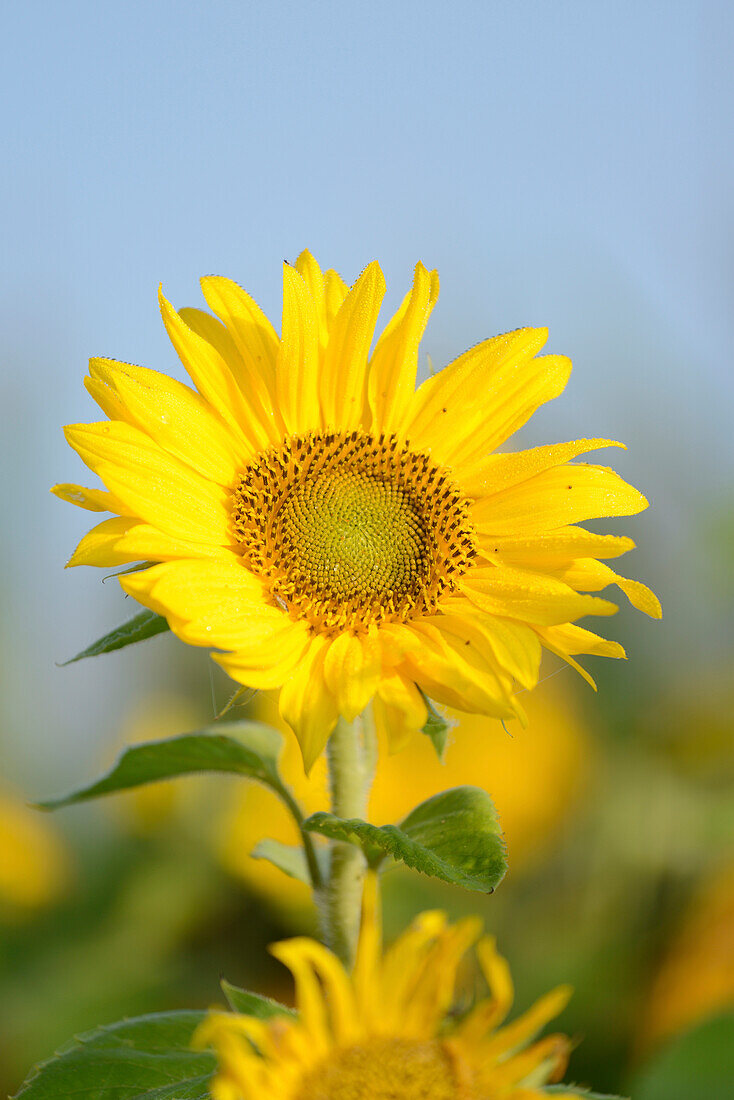 Close-up of Sunflower (Helianthus annuus) Blossom in Field in Autumn, Bavaria, Germany