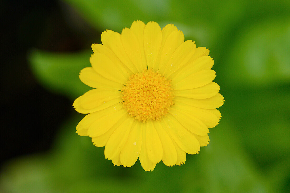 Close-up of pot marigold (Calendula officinalis) blossom in a garden in summer, Bavaria, Germany
