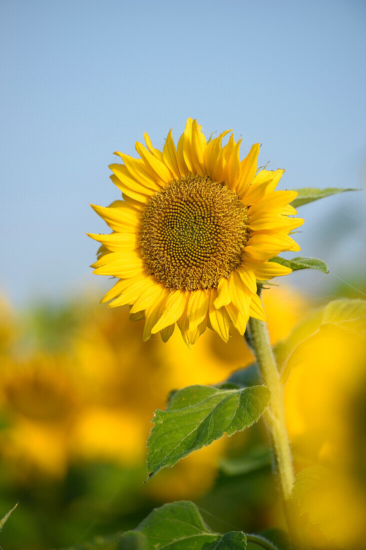 Nahaufnahme einer Sonnenblumenblüte (Helianthus annuus) auf einem Feld im Herbst, Oberpfalz, Bayern, Deutschland