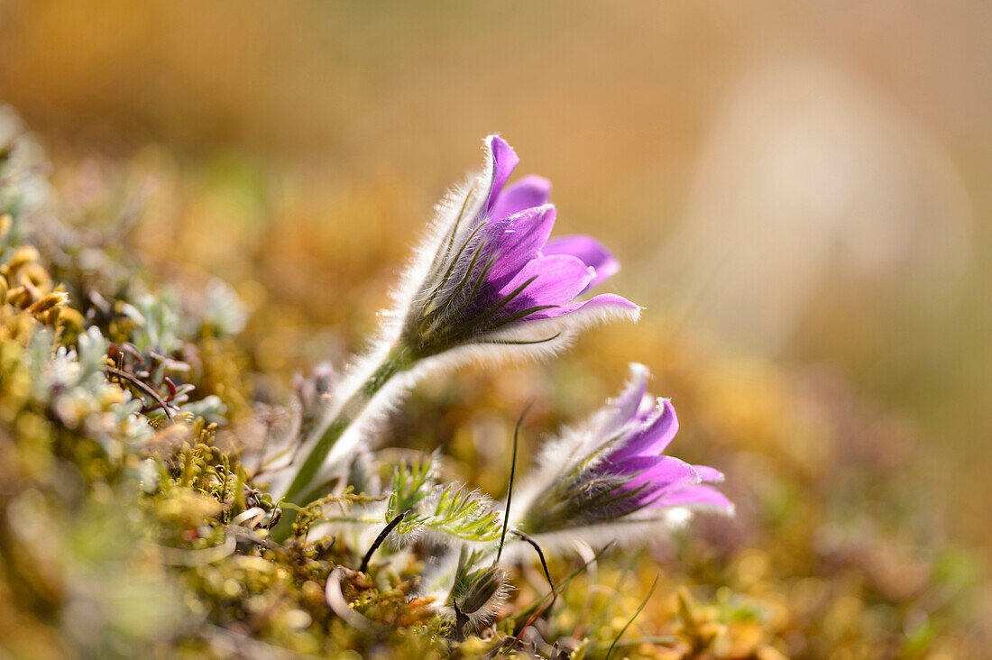 Nahaufnahme einer blühenden Küchenschelle (Pulsatilla vulgaris) auf einer Wiese im Frühling, Bayern, Deutschland