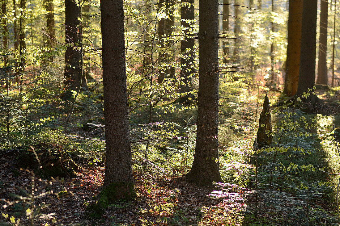 Landschaft mit Baumstämmen im Wald im Frühling, Nationalpark Bayerischer Wald, Bayern, Deutschland