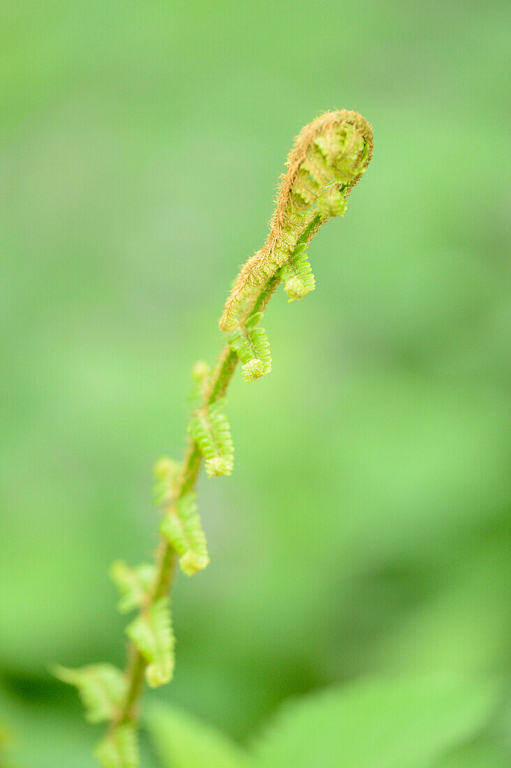 Nahaufnahme eines männlichen Farns (Dryopteris filix-mas) im Wald im Frühling, Steiermark, Österreich