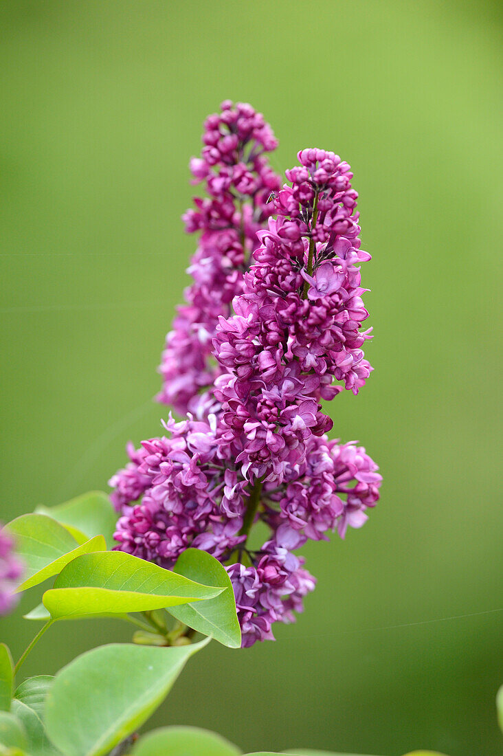 Close-up of Common Lilac (Syringa vulgaris) Blossoms in Spring, Styria, Austria