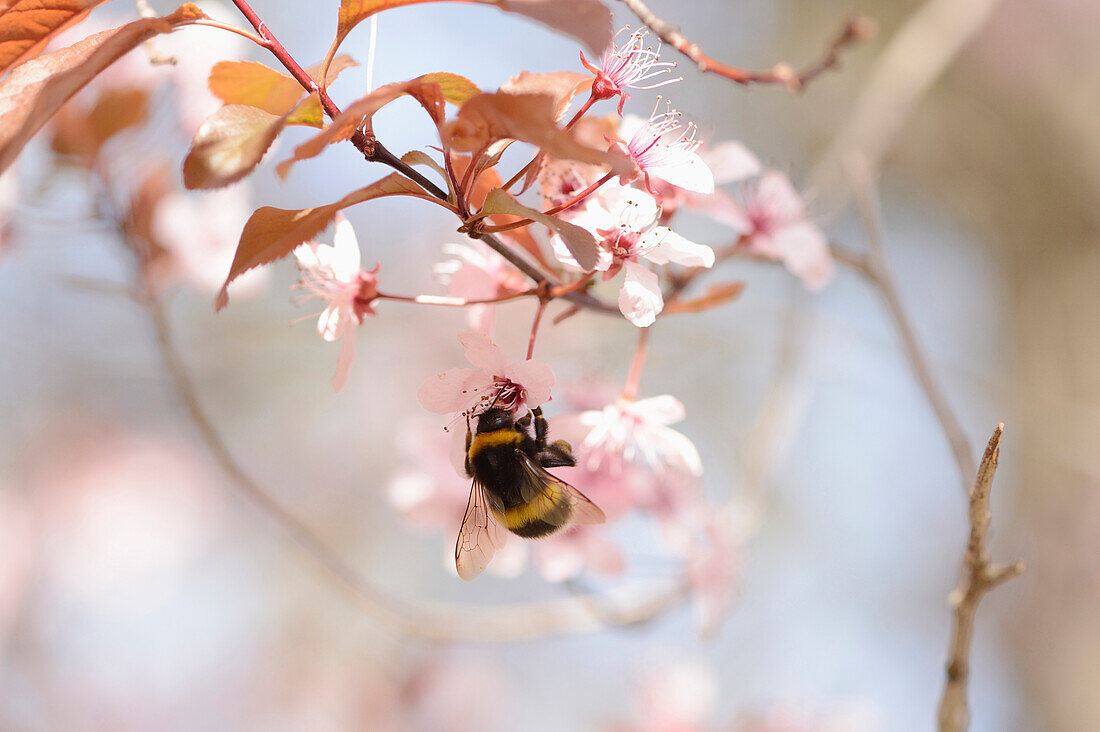 Nahaufnahme von Baumhummel (Bombus hypnorum) auf Kirschpflaumenblüte (Prunus cerasifera) im Frühling, Franken, Bayern, Deutschland