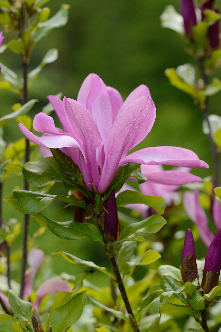 Nahaufnahme von Mulan Magnolia (Magnolia liliiflora) Blüten im Frühling, Steiermark, Österreich