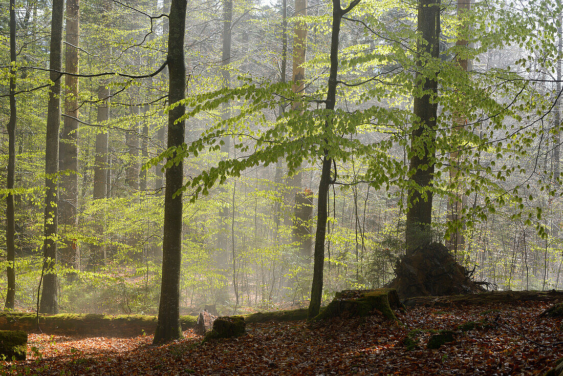 Waldlandschaft mit Rotbuche (Fagus sylvatica) im Frühling, Nationalpark Bayerischer Wald, Bayern, Deutschland